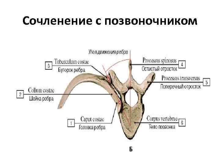 Воробьев анатомия и физиология. Реберно Позвоночный сустав анатомия. Строение реберно поперечного сустава.