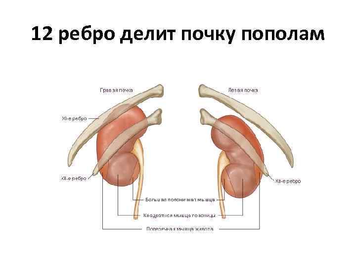 12 ребро делит почку пополам 