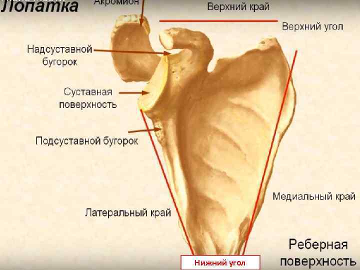 Нижний угол 