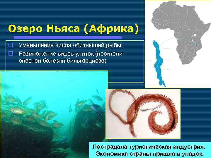 Озеро Ньяса (Африка) o Уменьшение числа обитающей рыбы. o Размножение видов улиток (носители опасной