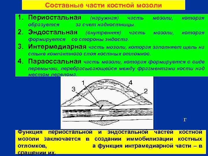 Составные части костной мозоли 1. Периостальная образуется (наружная) часть за счет надкостницы. 2. Эндостальная