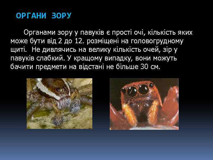 ОРГАНИ ЗОРУ Органами зору у павуків є прості очі, кількість яких може бути від