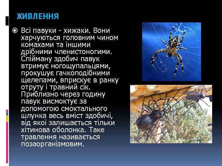 ЖИВЛЕННЯ Всі павуки - хижаки. Вони харчуються головним чином комахами та іншими дрібними членистоногими.