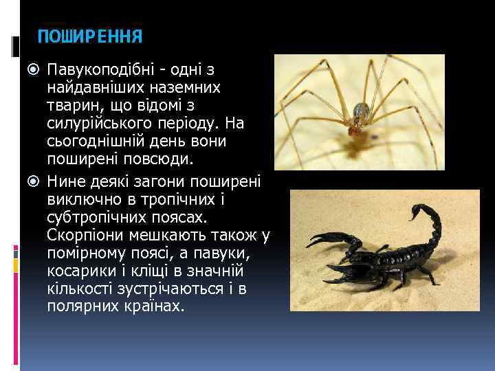 ПОШИРЕННЯ Павукоподібні - одні з найдавніших наземних тварин, що відомі з силурійського періоду. На