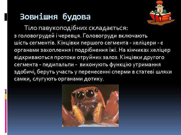 Зовнішня будова Тіло павукоподібних складається: з головогрудей і черевця. Головогруди включають шість сегментів. Кінцівки