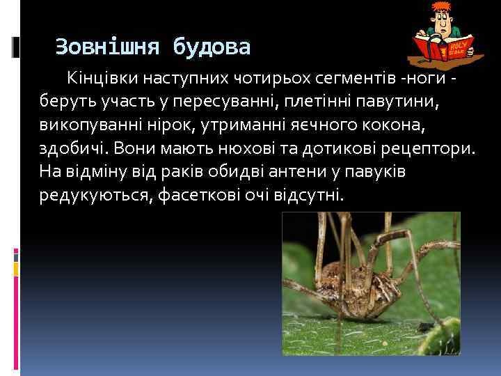 Зовнішня будова Кінцівки наступних чотирьох сегментів -ноги - беруть участь у пересуванні, плетінні павутини,