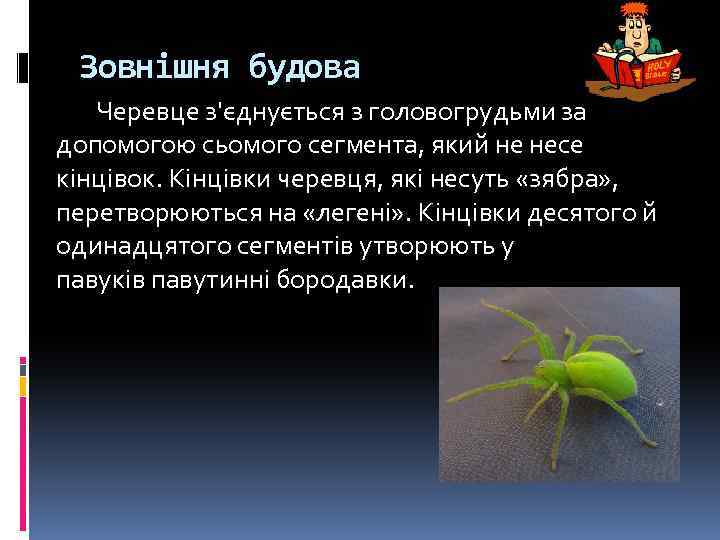 Зовнішня будова Черевце з'єднується з головогрудьми за допомогою сьомого сегмента, який не несе кінцівок.