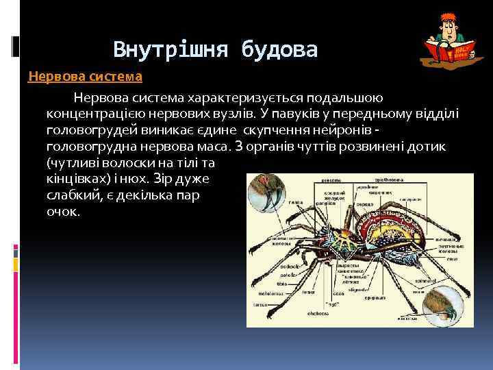 Внутрішня будова Нервова система характеризується подальшою концентрацією нервових вузлів. У павуків у передньому відділі