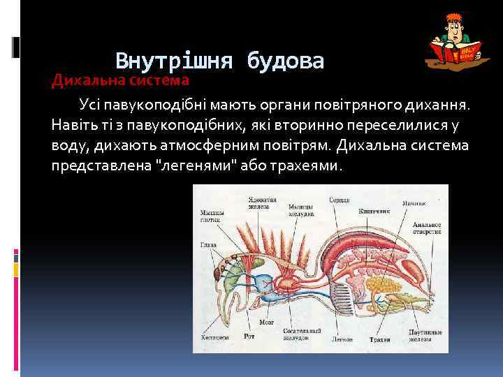 Внутрішня будова Дихальна система Усі павукоподібні мають органи повітряного дихання. Навіть ті з павукоподібних,
