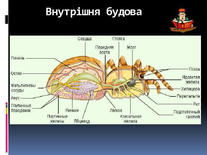 Внутрішня будова 