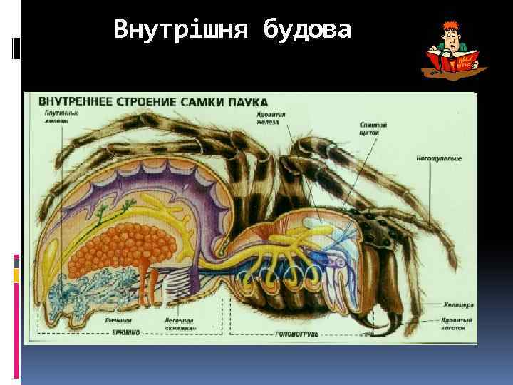 Внутрішня будова 