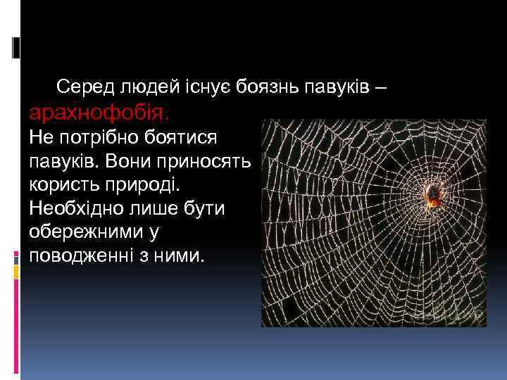 Серед людей існує боязнь павуків – арахнофобія. Не потрібно боятися павуків. Вони приносять користь