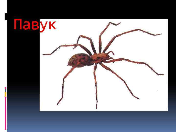 Павук 