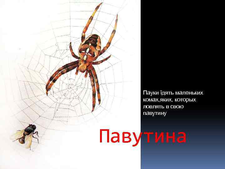 Пауки їдять маленьких комах, яких, которых ловлять в свою павутину Павутина 