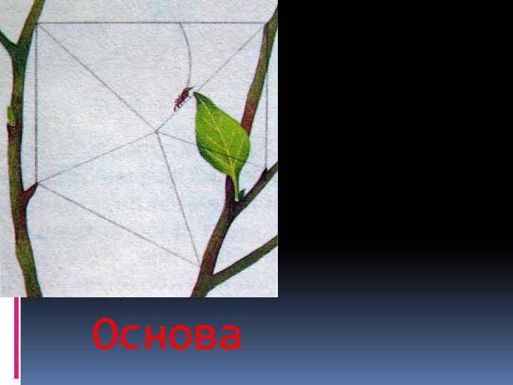 Основа 