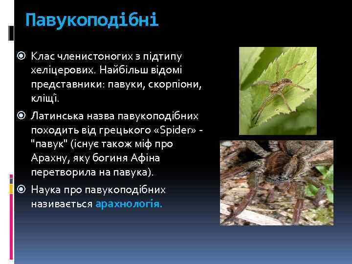 Павукоподібні Клас членистоногих з підтипу хеліцерових. Найбільш відомі представники: павуки, скорпіони, кліщі. Латинська назва