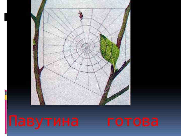 Павутина готова 