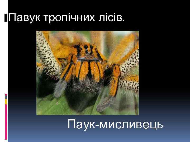 Павук тропічних лісів. Паук-мисливець 