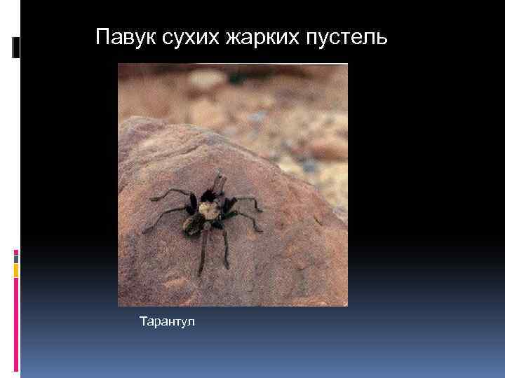 Павук сухих жарких пустель Тарантул 