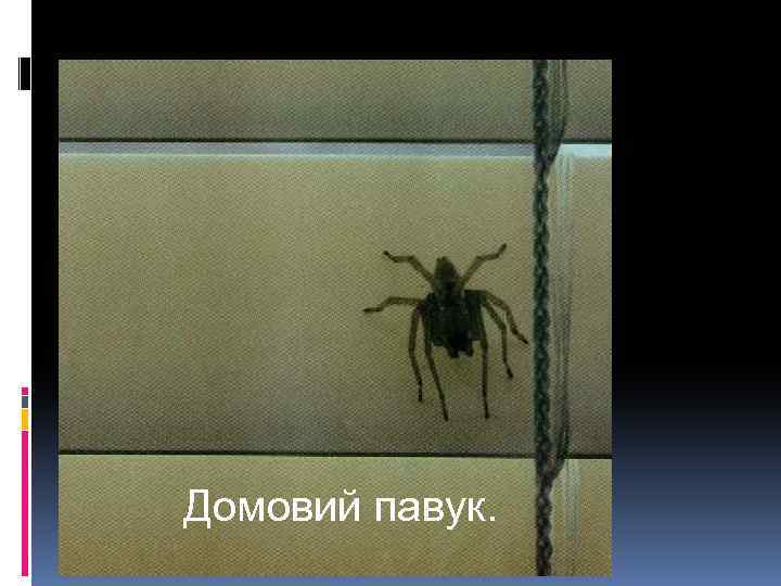 Домовий павук. 