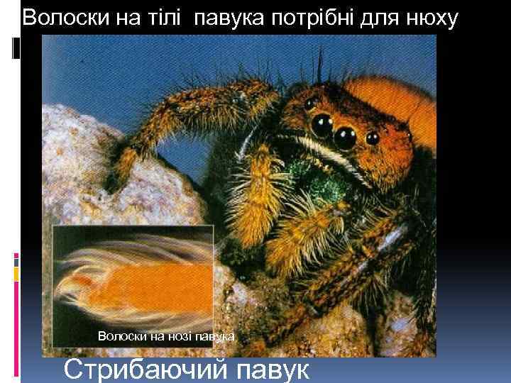 Волоски на тілі павука потрібні для нюху Волоски на нозі павука Стрибаючий павук 