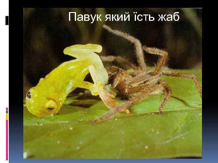 Павук який їсть жаб 