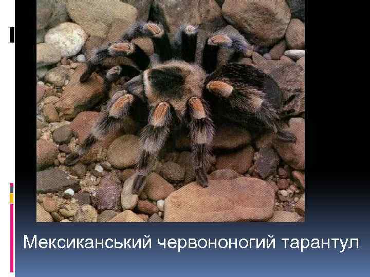 Мексиканський червононогий тарантул 