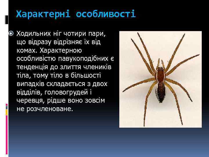 Характерні особливості Ходильних ніг чотири пари, що відразу відрізняє їх від комах. Характерною особливістю
