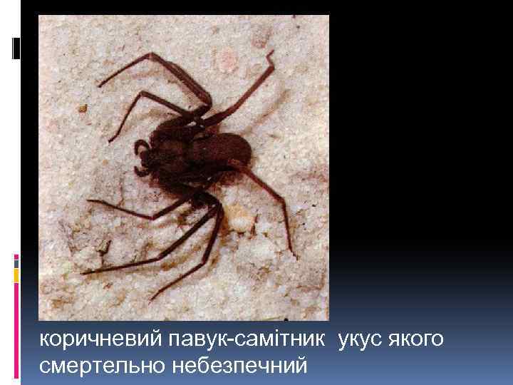 коричневий павук-самітник укус якого смертельно небезпечний 