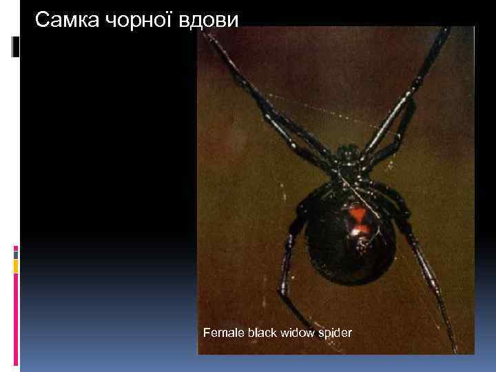 Самка чорної вдови Female black widow spider 