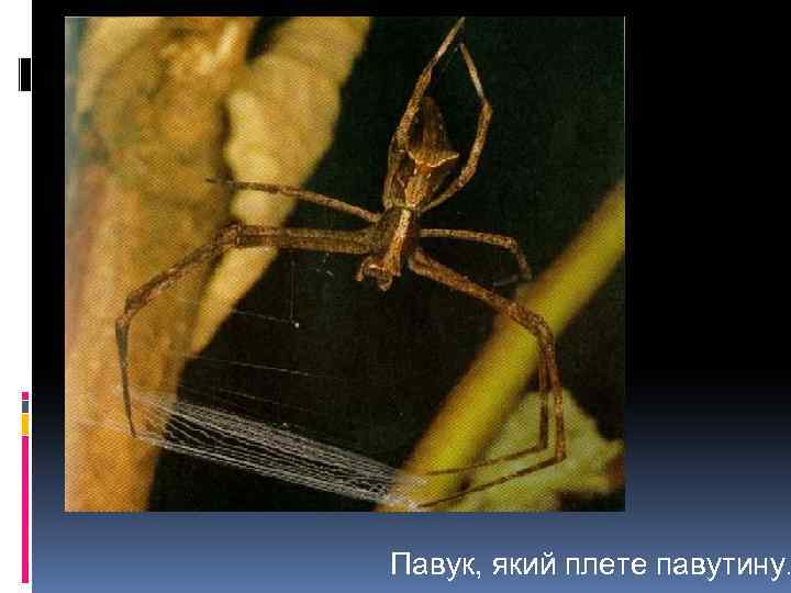 Павук, який плете павутину. 