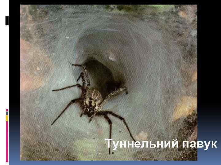 Туннельний павук 