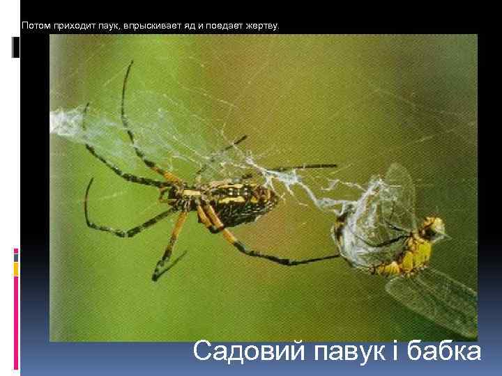 Потом приходит паук, впрыскивает яд и поедает жертву. Садовий павук і бабка 