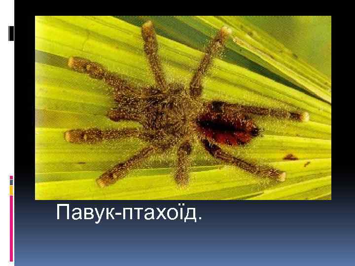 Павук-птахоїд. 