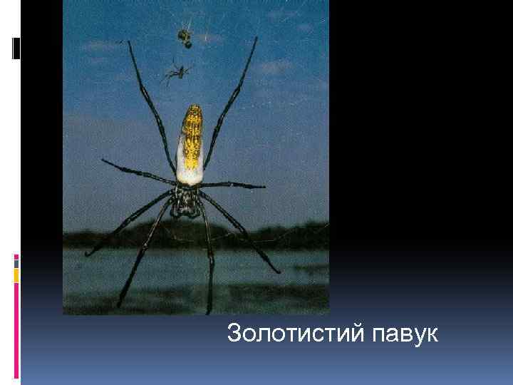 Золотистий павук 