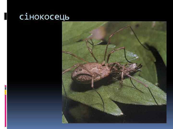 сінокосець 