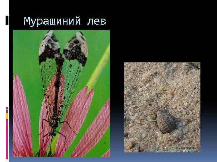 Мурашиний лев 