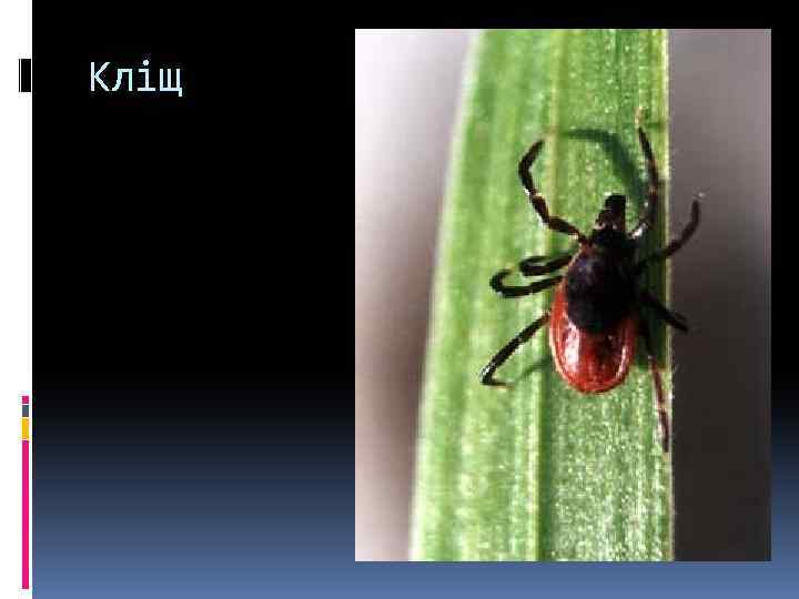 Кліщ 
