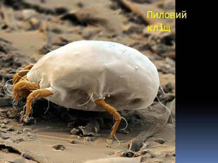 Пиловий кліщ 