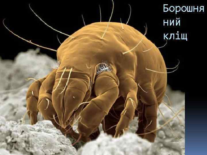 Борошня ний кліщ 