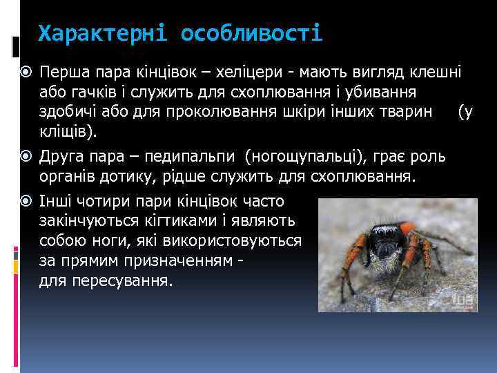 Характерні особливості Перша пара кінцівок – хеліцери - мають вигляд клешні або гачків і