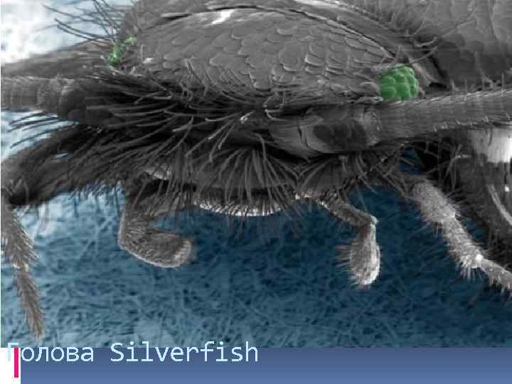 Голова Silverfish 