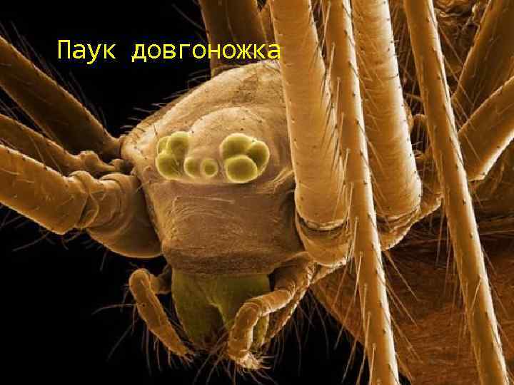 Паук довгоножка 