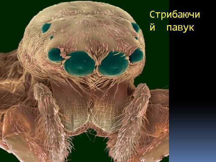 Стрибаючи й павук 