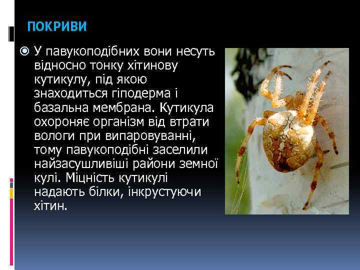 ПОКРИВИ У павукоподібних вони несуть відносно тонку хітинову кутикулу, під якою знаходиться гіподерма і