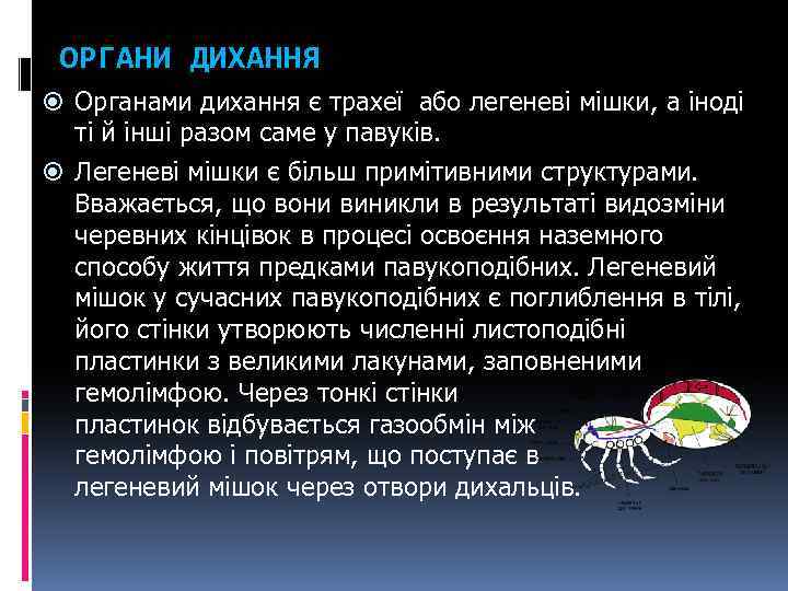 ОРГАНИ ДИХАННЯ Органами дихання є трахеї або легеневі мішки, а іноді ті й інші