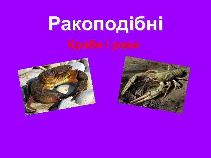 Ракоподібні Краби і раки 