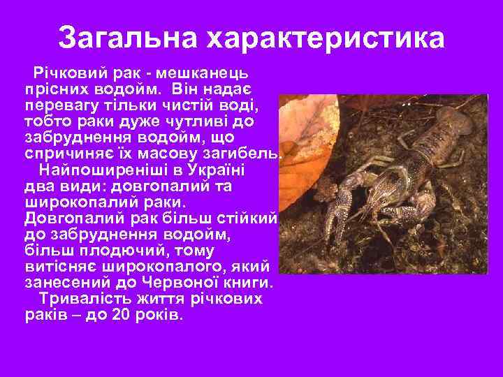 Загальна характеристика Річковий рак - мешканець прісних водойм. Він надає перевагу тільки чистій воді,