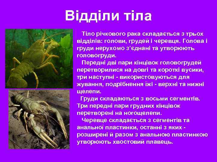 Відділи тіла Тіло річкового рака складається з трьох відділів: голови, грудей і черевця. Голова