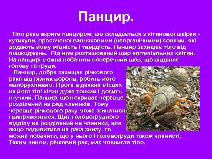 Панцир. Тіло рака вкрите панциром, що складається з хітинової шкірки - кутикули, просоченої вапняковими